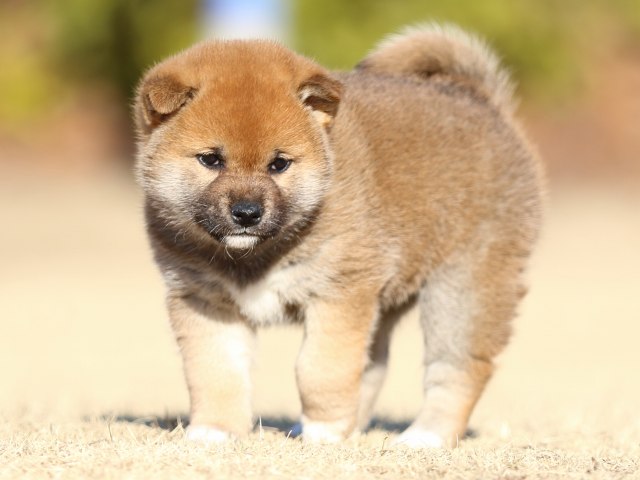 FP5A3227-puppy FP5A3227-puppy