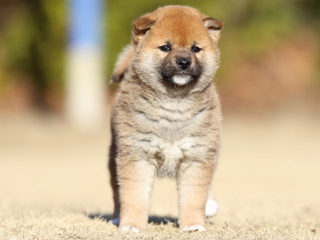 FP5A3236-puppy FP5A3236-puppy