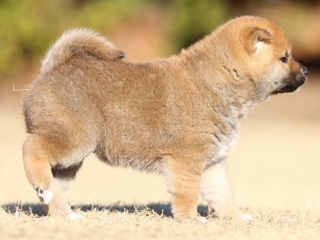FP5A3250-puppy FP5A3250-puppy