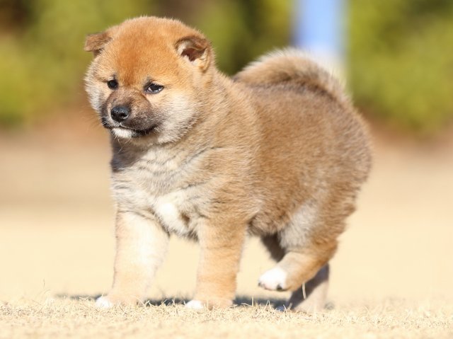 FP5A3257-puppy FP5A3257-puppy