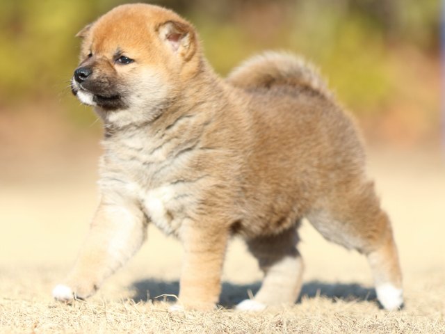 FP5A3266-puppy FP5A3266-puppy