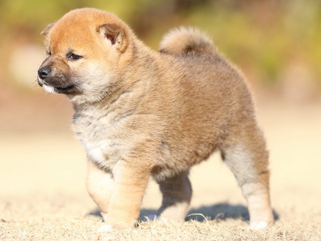 FP5A3270-puppy FP5A3270-puppy