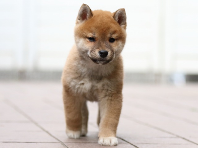 FP5A4420-puppy FP5A4420-puppy