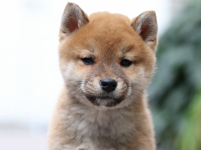 FP5A4423-puppy FP5A4423-puppy