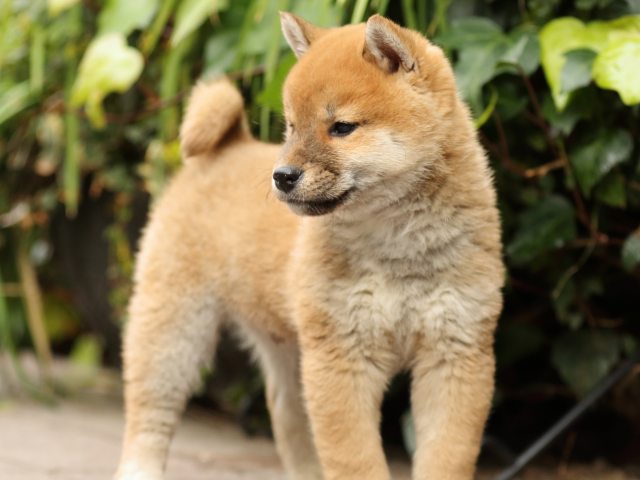 FP5A4425-puppy FP5A4425-puppy