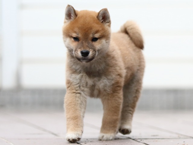 FP5A4430-puppy FP5A4430-puppy