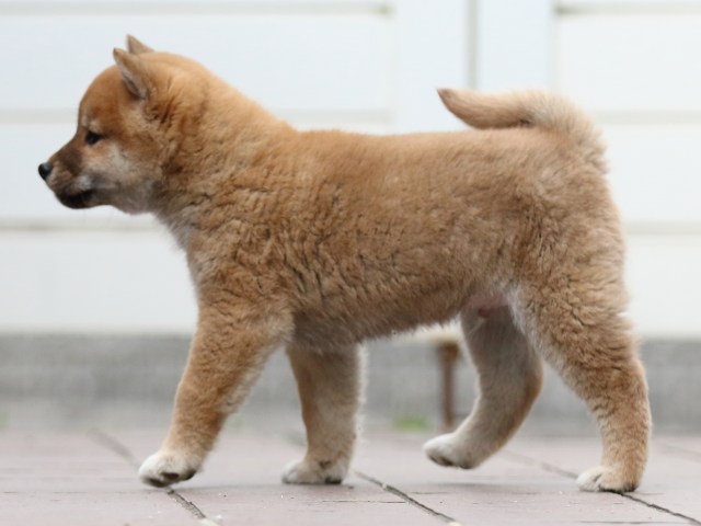 FP5A4440-puppy FP5A4440-puppy