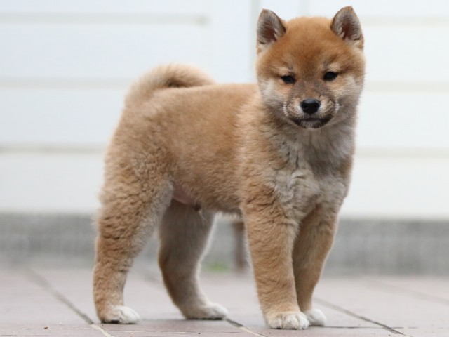 FP5A4443-puppy FP5A4443-puppy