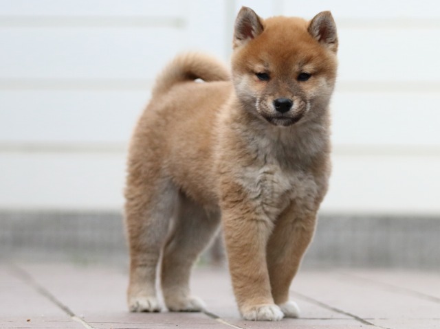 FP5A4446-puppy FP5A4446-puppy