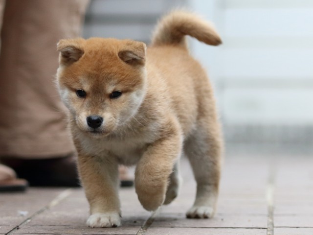 FP5A4462-puppy FP5A4462-puppy