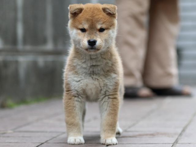 FP5A4464-puppy FP5A4464-puppy