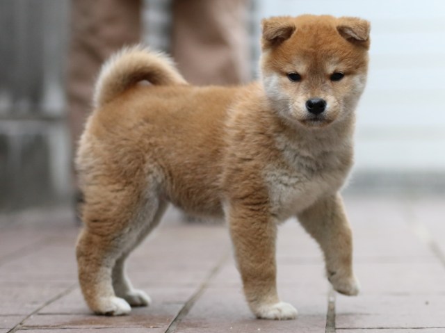 FP5A4473-puppy FP5A4473-puppy