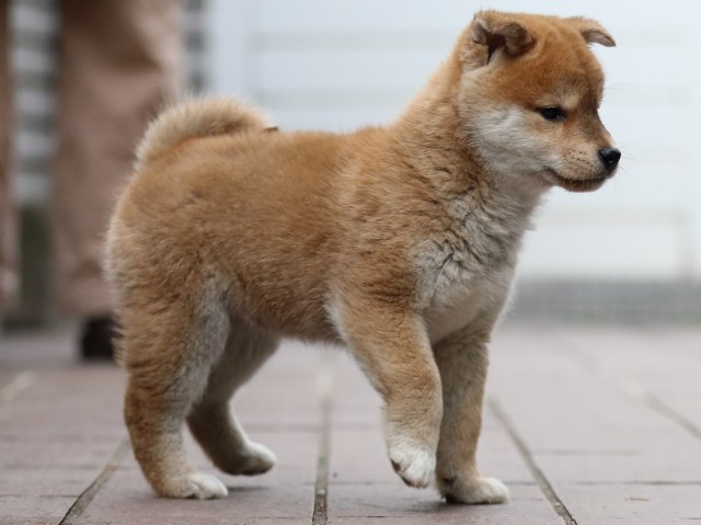 FP5A4478-puppy FP5A4478-puppy