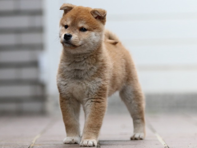 FP5A4493-puppy FP5A4493-puppy