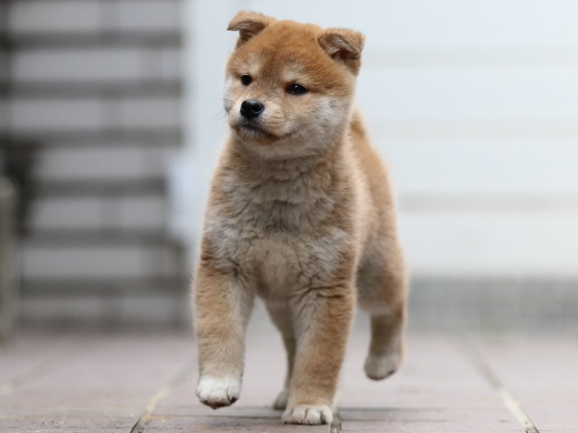 FP5A4495-puppy FP5A4495-puppy