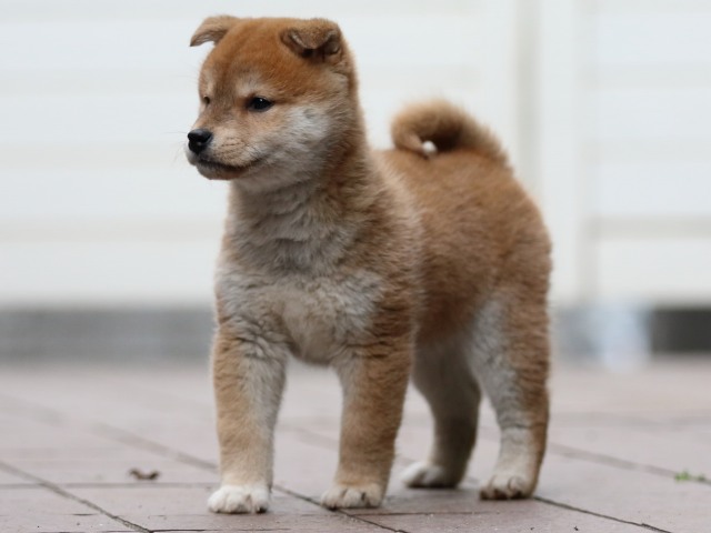 FP5A4499-puppy FP5A4499-puppy
