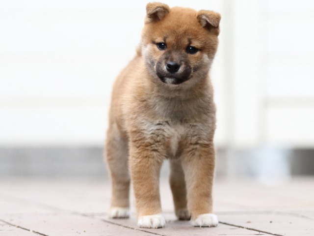 FP5A4509-puppy FP5A4509-puppy