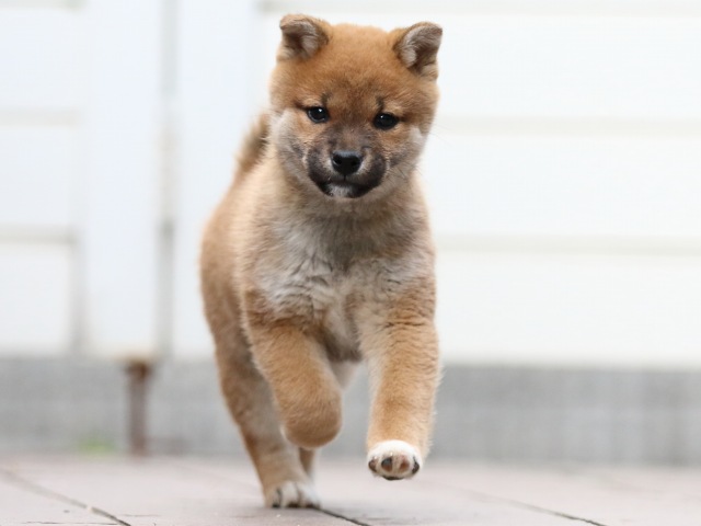 FP5A4514-puppy FP5A4514-puppy