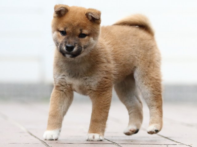FP5A4516-puppy FP5A4516-puppy