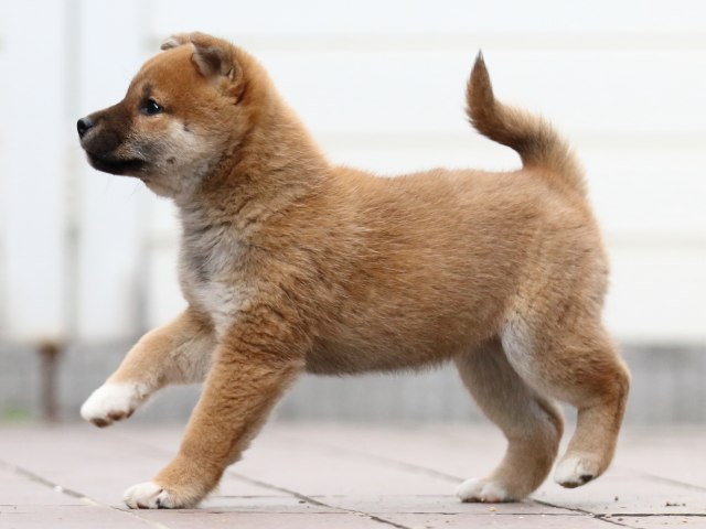 FP5A4522-puppy FP5A4522-puppy