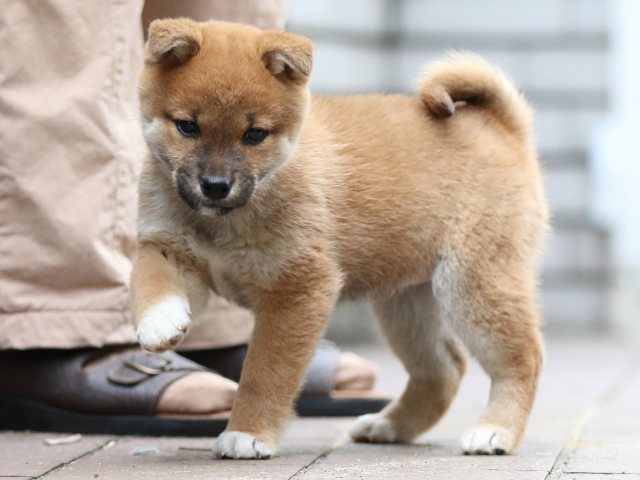 FP5A4534-puppy FP5A4534-puppy