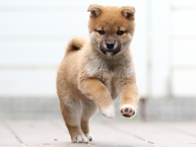 FP5A4545-puppy FP5A4545-puppy