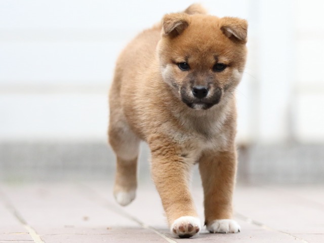 FP5A4546-puppy FP5A4546-puppy