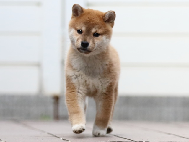 FP5A4560-puppy FP5A4560-puppy