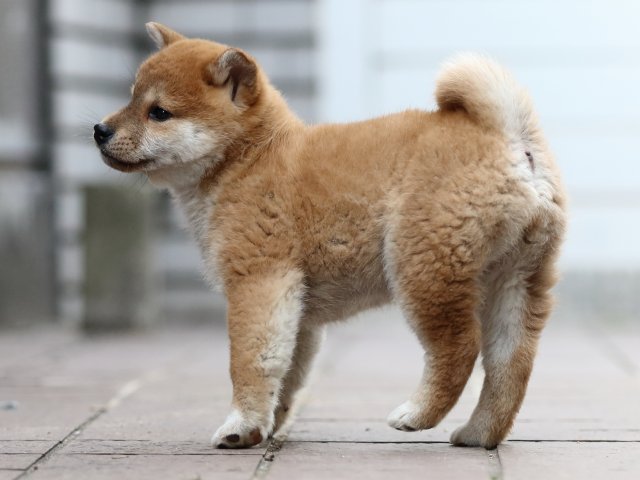 FP5A4584-puppy FP5A4584-puppy