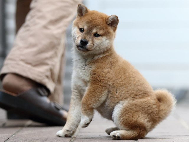 FP5A4590-puppy FP5A4590-puppy