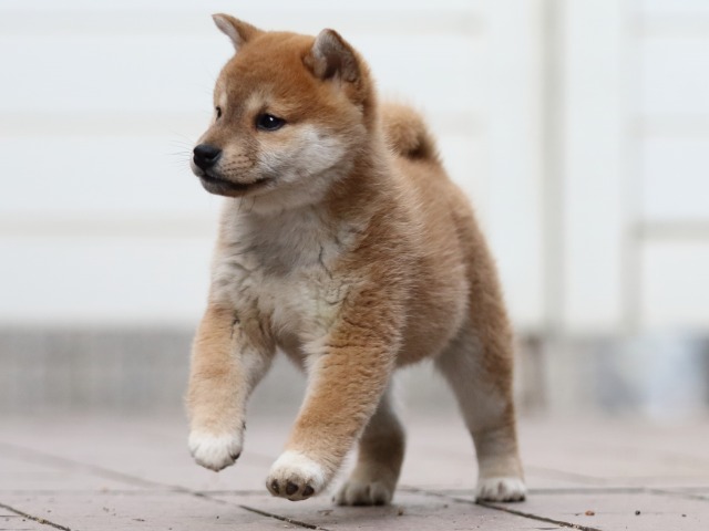 FP5A4597-puppy FP5A4597-puppy