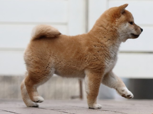 FP5A4621-puppy FP5A4621-puppy