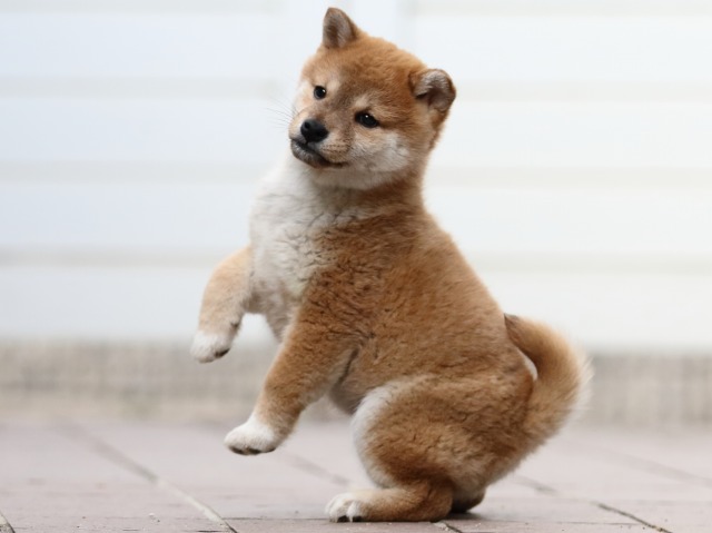 FP5A4631-puppy FP5A4631-puppy