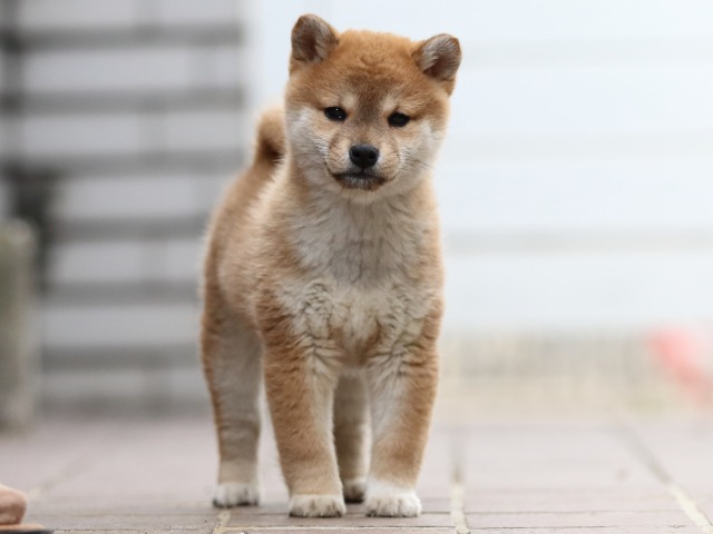 FP5A4661-puppy FP5A4661-puppy