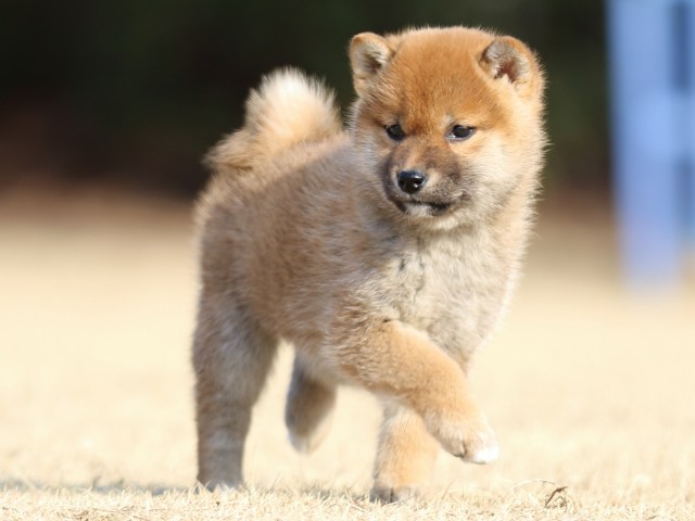 FP5A5308-puppy FP5A5308-puppy