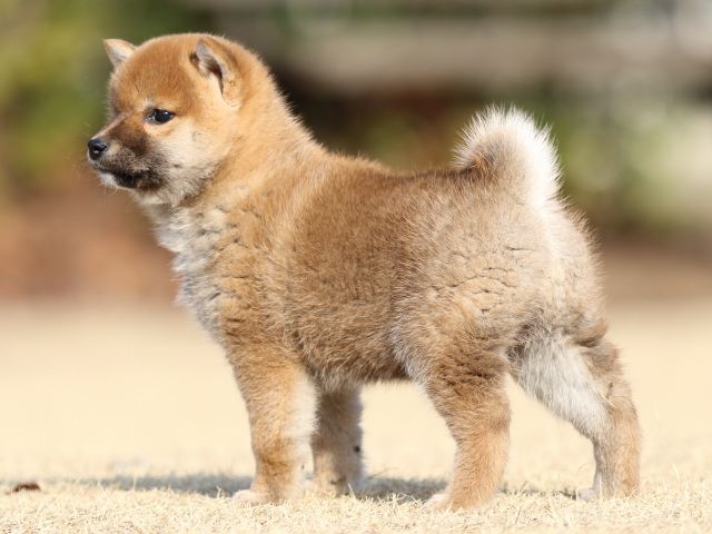 FP5A5326-puppy FP5A5326-puppy