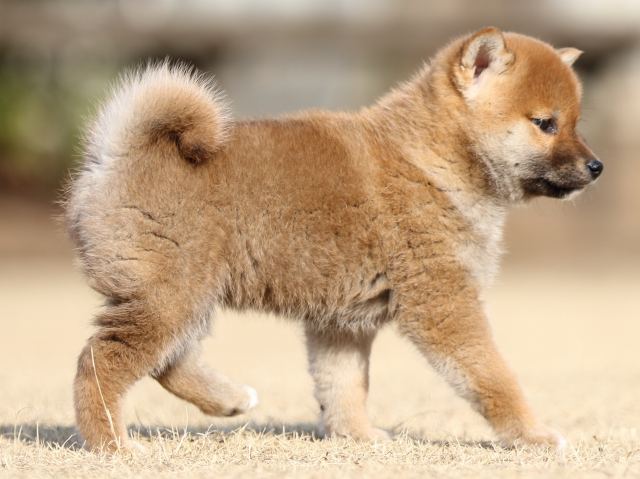 FP5A5329-puppy FP5A5329-puppy