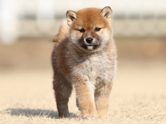 FP5A5338-puppy FP5A5338-puppy