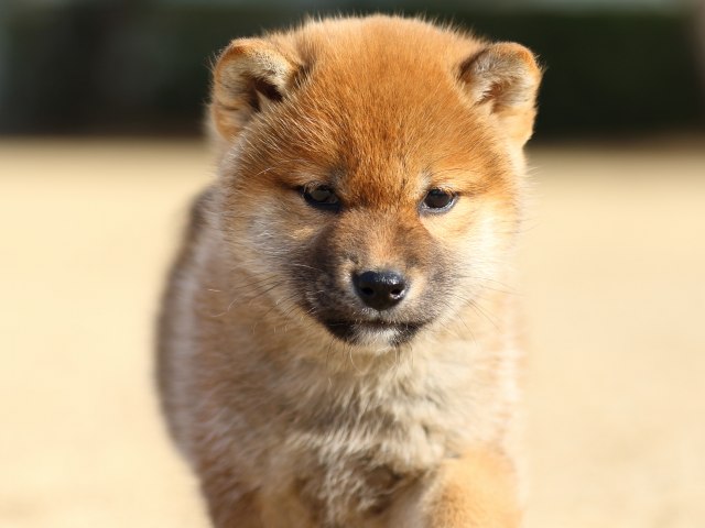 FP5A5357-puppy FP5A5357-puppy