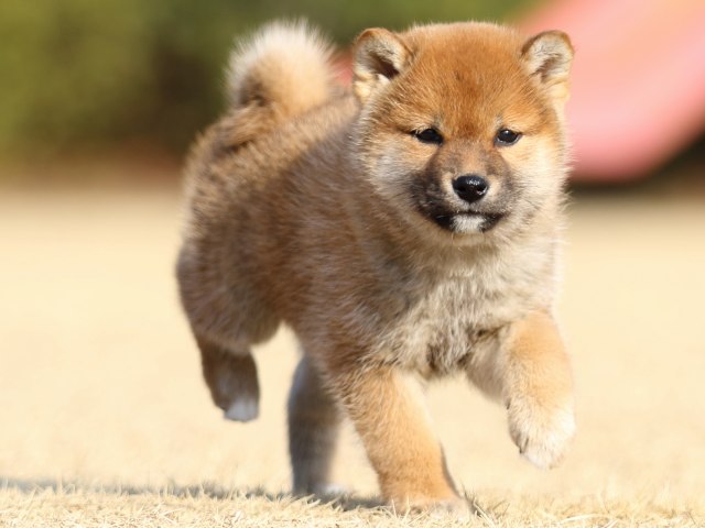 FP5A5383-puppy FP5A5383-puppy