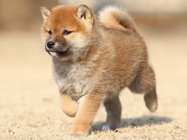 FP5A5413-puppy FP5A5413-puppy