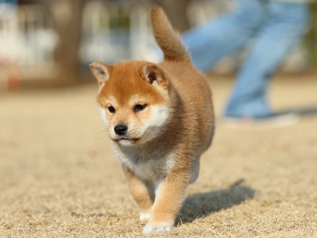 FP5A5444-puppy FP5A5444-puppy