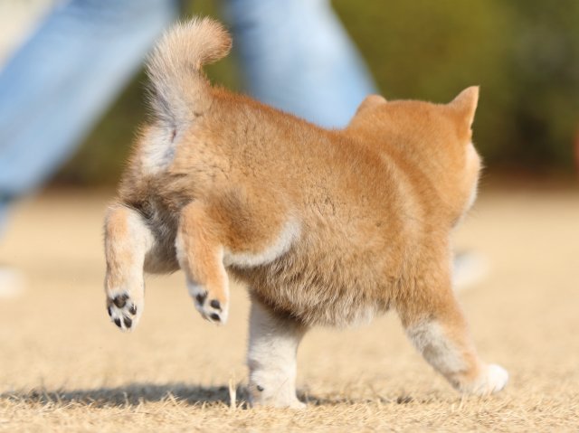 FP5A5447-puppy FP5A5447-puppy