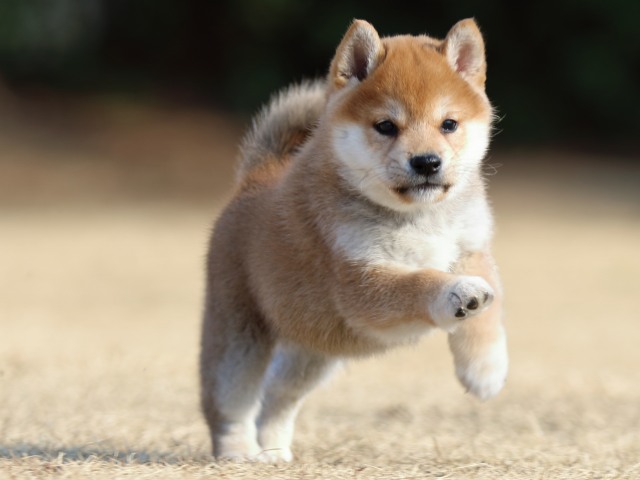 FP5A5468-puppy FP5A5468-puppy