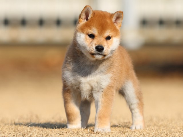 FP5A5603-puppy FP5A5603-puppy