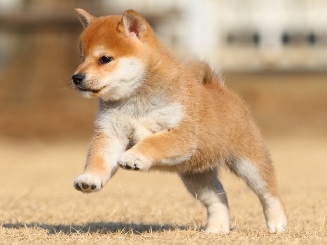 FP5A5612-puppy FP5A5612-puppy