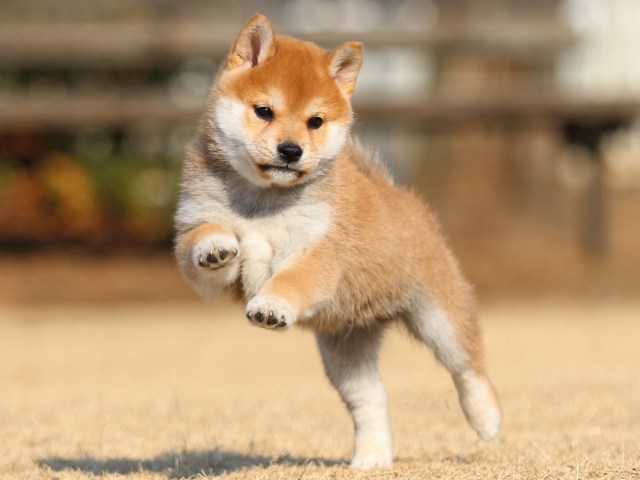 FP5A5615-puppy FP5A5615-puppy
