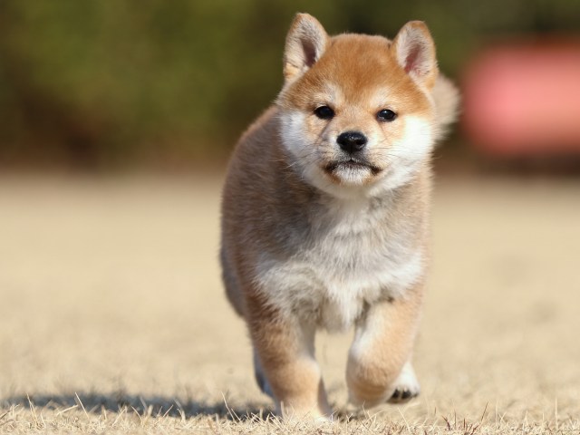 FP5A5621-puppy FP5A5621-puppy
