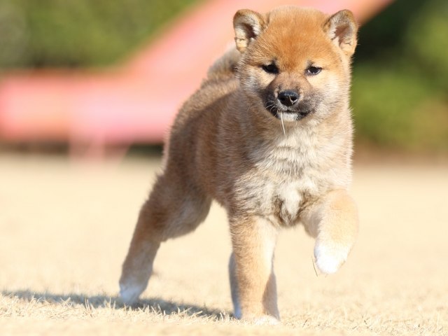FP5A5640-puppy FP5A5640-puppy