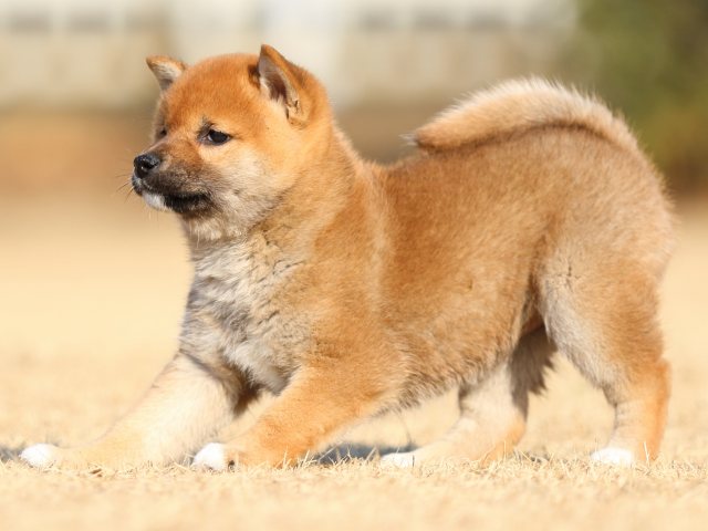 FP5A5654-puppy FP5A5654-puppy